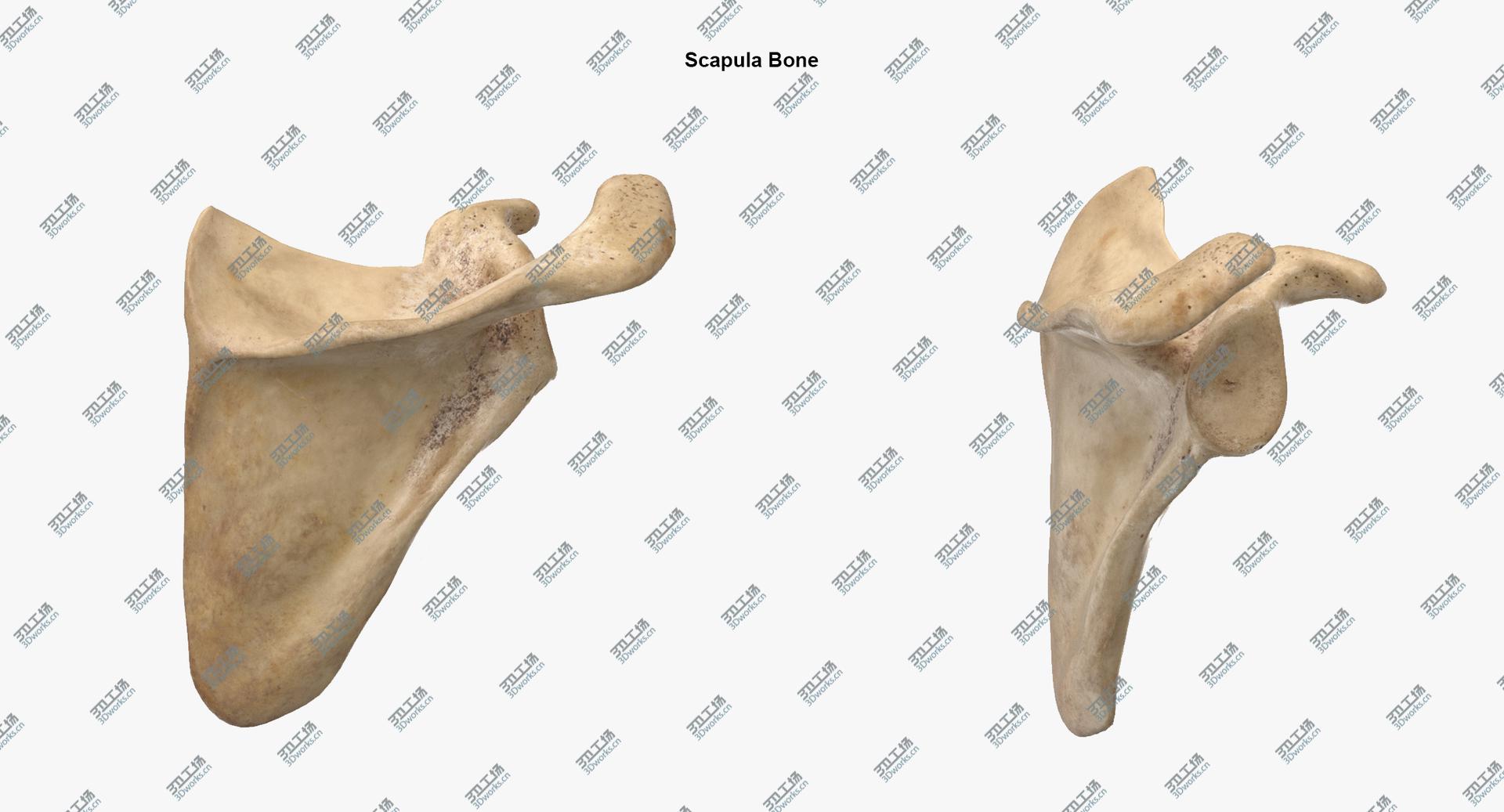 images/goods_img/202104023/Real Human Arm Scapula and Clavicle Bones Anatomy 01 3D model/4.jpg
